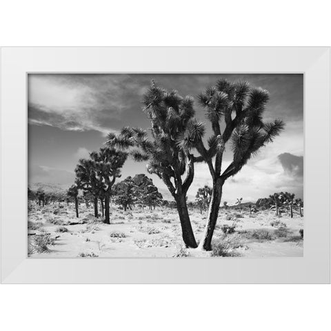 Winter storm-Joshua Tree National Park-California White Modern Wood Framed Art Print by Muench, Zandria