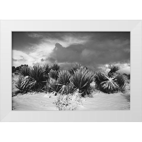 Winter storm-Joshua Tree National Park-California White Modern Wood Framed Art Print by Muench, Zandria