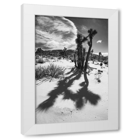 Winter storm-Joshua Tree National Park-California White Modern Wood Framed Art Print by Muench, Zandria
