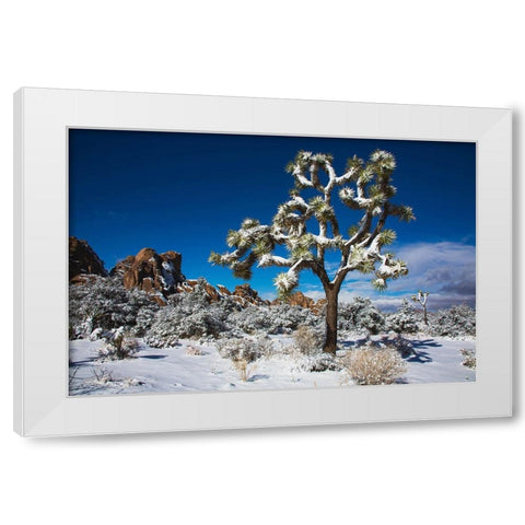 Winter storm-Joshua Tree National Park-California White Modern Wood Framed Art Print by Muench, Zandria