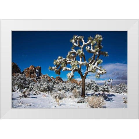 Winter storm-Joshua Tree National Park-California White Modern Wood Framed Art Print by Muench, Zandria