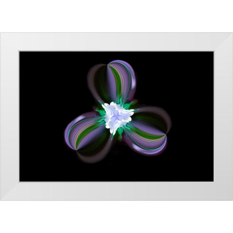 Columbine Flower-Colorado White Modern Wood Framed Art Print by Jones, Adam