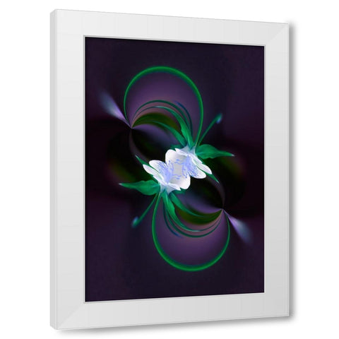 Columbine flower-Colorado White Modern Wood Framed Art Print by Jones, Adam