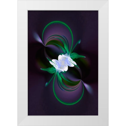 Columbine flower-Colorado White Modern Wood Framed Art Print by Jones, Adam