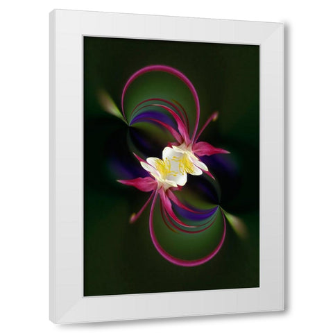 Columbine flower-Colorado White Modern Wood Framed Art Print by Jones, Adam
