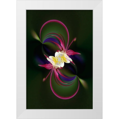 Columbine flower-Colorado White Modern Wood Framed Art Print by Jones, Adam