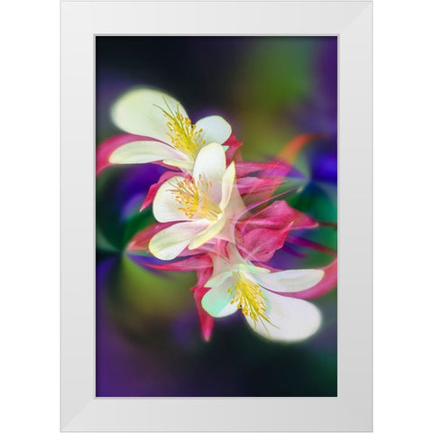 Columbine flower-Colorado White Modern Wood Framed Art Print by Jones, Adam