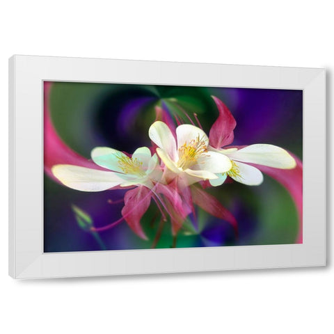 Columbine flower-Colorado White Modern Wood Framed Art Print by Jones, Adam