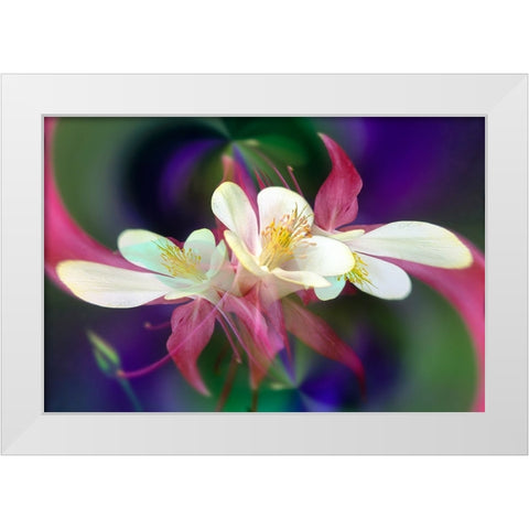Columbine flower-Colorado White Modern Wood Framed Art Print by Jones, Adam