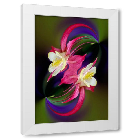 Columbine flower-Colorado White Modern Wood Framed Art Print by Jones, Adam