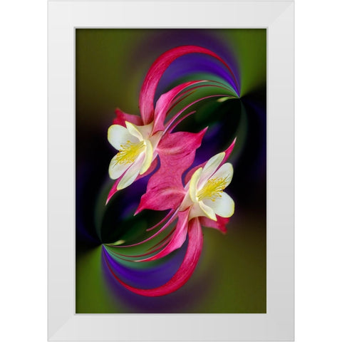 Columbine flower-Colorado White Modern Wood Framed Art Print by Jones, Adam