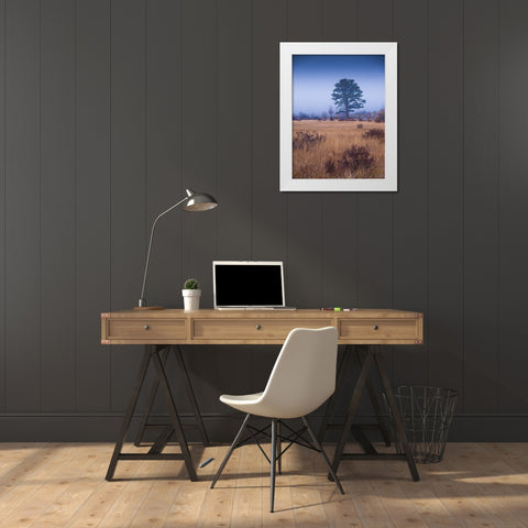 Lone Tree in Foggy Field-Rocky Mountain National Park-Colorado-USA White Modern Wood Framed Art Print by Miller, Anna