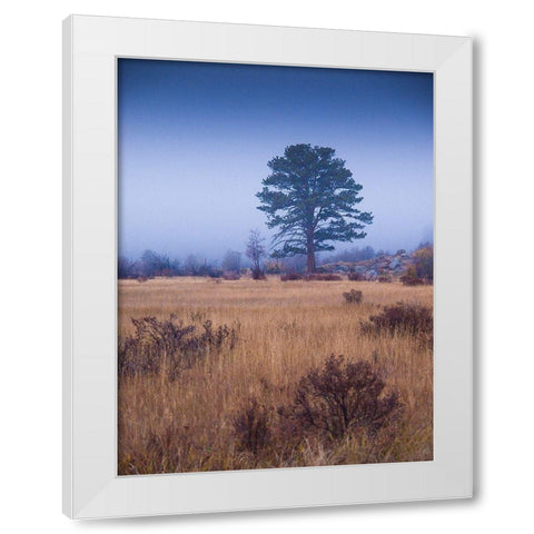 Lone Tree in Foggy Field-Rocky Mountain National Park-Colorado-USA White Modern Wood Framed Art Print by Miller, Anna