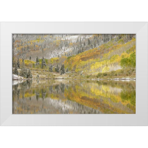 CO, Maroon Lake, Fresh snow and aspen trees White Modern Wood Framed Art Print by Grall, Don