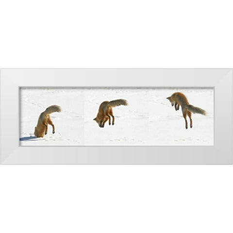 CO, Frisco, Giberson Bay Red fox hunting White Modern Wood Framed Art Print by Lord, Fred