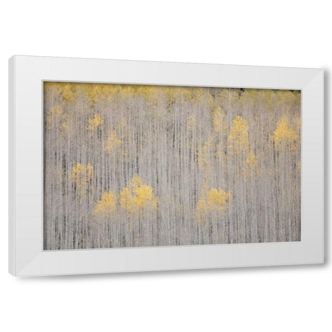 CO, White River NF Aspen trees in winter White Modern Wood Framed Art Print by Grall, Don