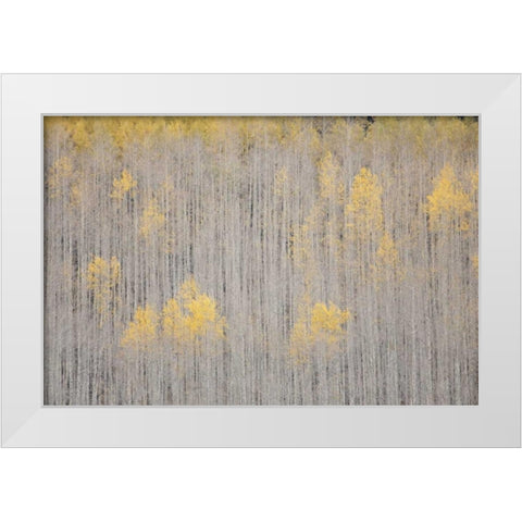 CO, White River NF Aspen trees in winter White Modern Wood Framed Art Print by Grall, Don