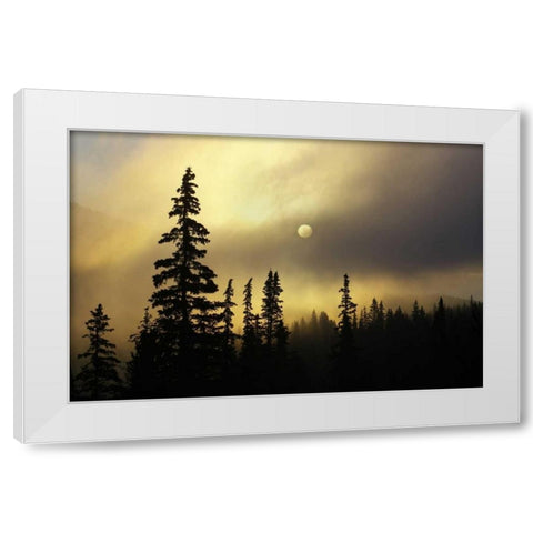 CO, San Isabel NF Sunrise silhouettes trees White Modern Wood Framed Art Print by Grall, Don