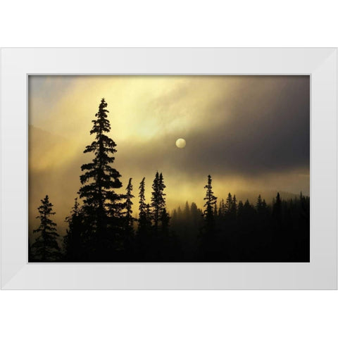 CO, San Isabel NF Sunrise silhouettes trees White Modern Wood Framed Art Print by Grall, Don