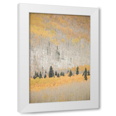 CO, San Juan Mts Spruce mixed with aspen, autumn White Modern Wood Framed Art Print by Grall, Don