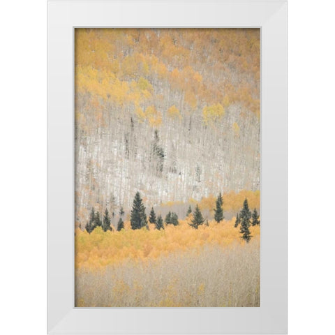 CO, San Juan Mts Spruce mixed with aspen, autumn White Modern Wood Framed Art Print by Grall, Don