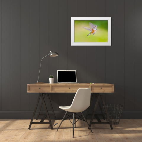 Colorado, Heeney Rufous hummingbird in flight White Modern Wood Framed Art Print by Lord, Fred
