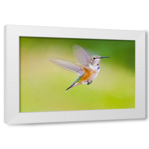 Colorado, Heeney Rufous hummingbird in flight White Modern Wood Framed Art Print by Lord, Fred
