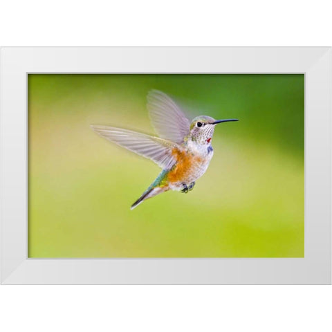 Colorado, Heeney Rufous hummingbird in flight White Modern Wood Framed Art Print by Lord, Fred