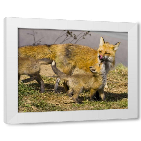 Colorado, Breckenridge Red fox mother with kits White Modern Wood Framed Art Print by Lord, Fred