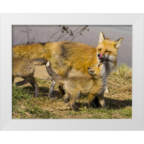 Colorado, Breckenridge Red fox mother with kits White Modern Wood Framed Art Print by Lord, Fred