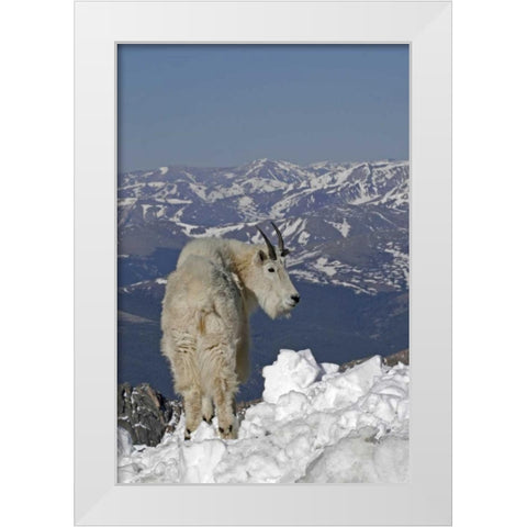Colorado, Mt Evans Mountain goat and Rocky Mts White Modern Wood Framed Art Print by Illg, Cathy and Gordon