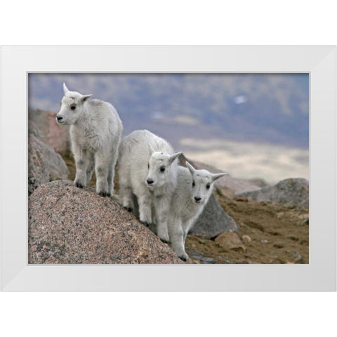 CO, Mount Evans Mountain goat kids playing White Modern Wood Framed Art Print by Illg, Cathy and Gordon