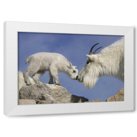 CO, Mount Evans Mountain goat mother and kid White Modern Wood Framed Art Print by Illg, Cathy and Gordon