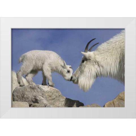 CO, Mount Evans Mountain goat mother and kid White Modern Wood Framed Art Print by Illg, Cathy and Gordon