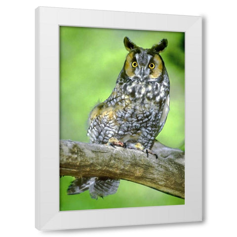 Colorado Long-eared owl perched on limb White Modern Wood Framed Art Print by Welling, Dave
