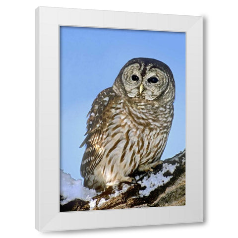 CO, Barred owl perched on snowy branch White Modern Wood Framed Art Print by Welling, Dave
