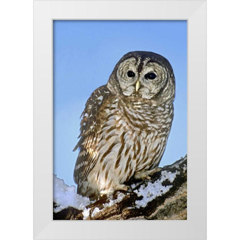 CO, Barred owl perched on snowy branch White Modern Wood Framed Art Print by Welling, Dave