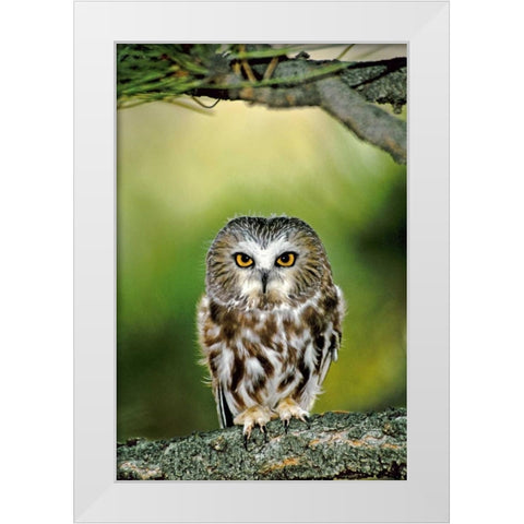 CO, Northern saw-whet owl perched on fir tree White Modern Wood Framed Art Print by Welling, Dave