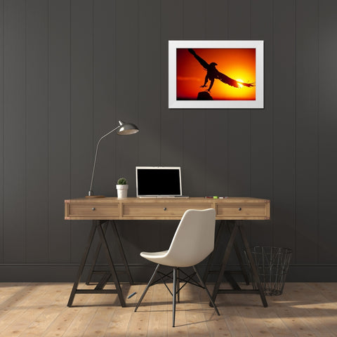 CO, A falconers golden eagle takes flight White Modern Wood Framed Art Print by Welling, Dave