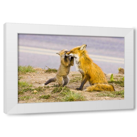 CO, Breckenridge Red fox mother with playful kit White Modern Wood Framed Art Print by Lord, Fred