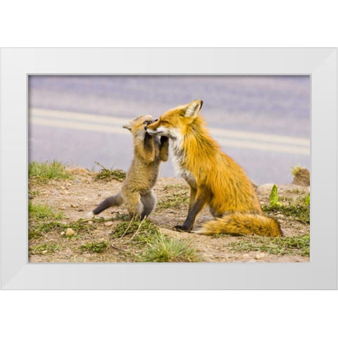 CO, Breckenridge Red fox mother with playful kit White Modern Wood Framed Art Print by Lord, Fred