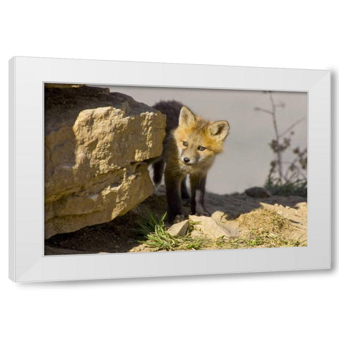 Colorado, Breckenridge Curious young red fox White Modern Wood Framed Art Print by Lord, Fred