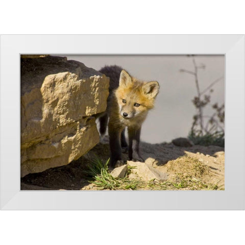 Colorado, Breckenridge Curious young red fox White Modern Wood Framed Art Print by Lord, Fred