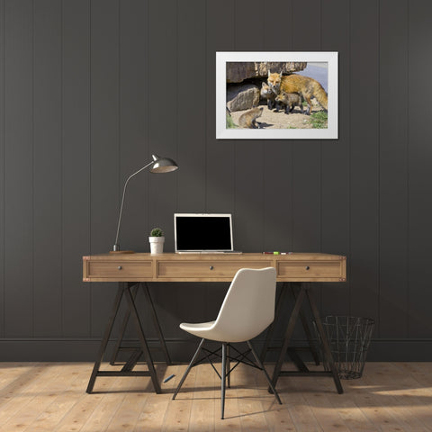 Colorado, Breckenridge Red fox mother with kits White Modern Wood Framed Art Print by Lord, Fred