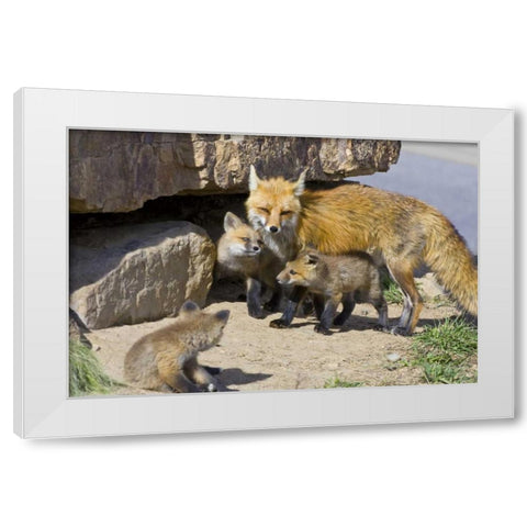 Colorado, Breckenridge Red fox mother with kits White Modern Wood Framed Art Print by Lord, Fred