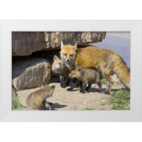 Colorado, Breckenridge Red fox mother with kits White Modern Wood Framed Art Print by Lord, Fred