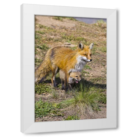 Colorado, Breckenridge Red fox mother with kit White Modern Wood Framed Art Print by Lord, Fred