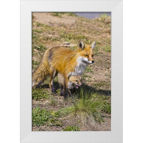 Colorado, Breckenridge Red fox mother with kit White Modern Wood Framed Art Print by Lord, Fred
