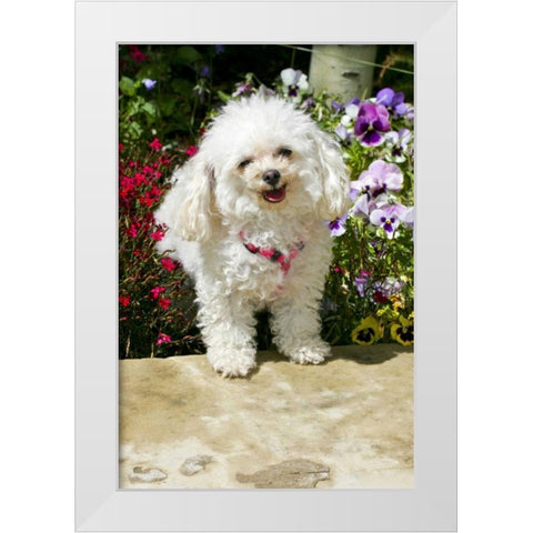 CO, Summit Co, A teacup poodle in a flower bed White Modern Wood Framed Art Print by Lord, Fred