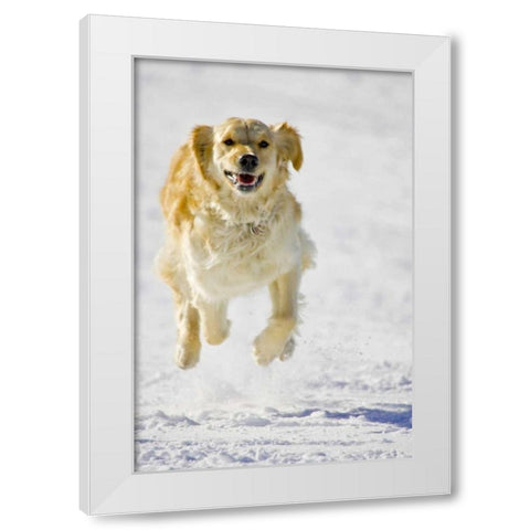 Colorado Golden retriever running in snow White Modern Wood Framed Art Print by Lord, Fred